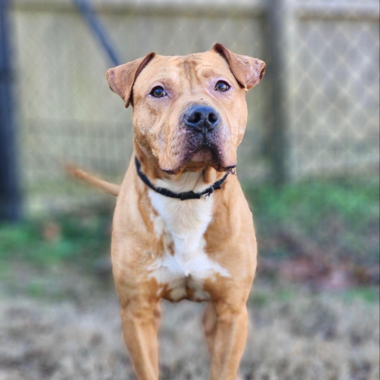 Enlarge Bowser, a Adoptable mixed breed in CUMMING, GA image 2/5