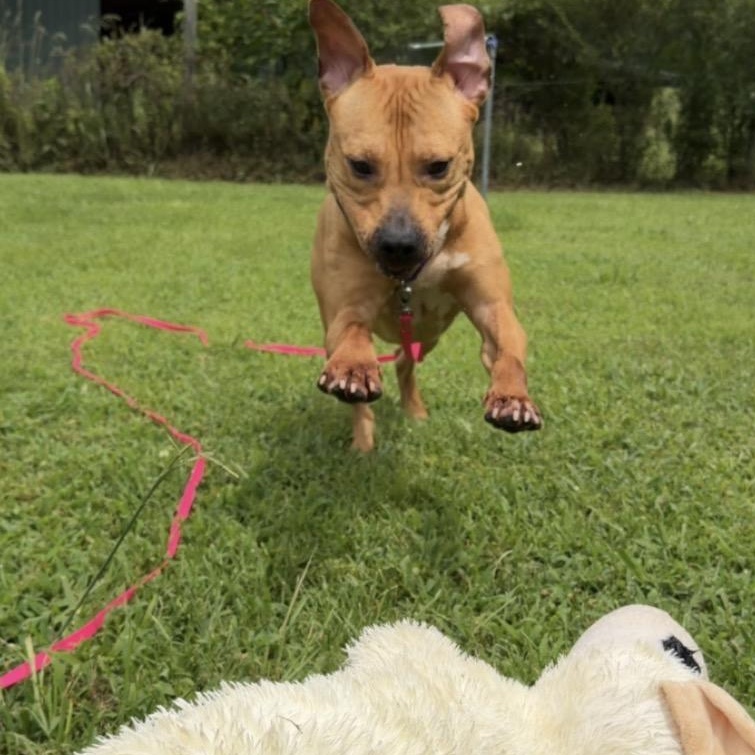 Bowser, a Adoptable mixed breed in CUMMING, GA image 2/4