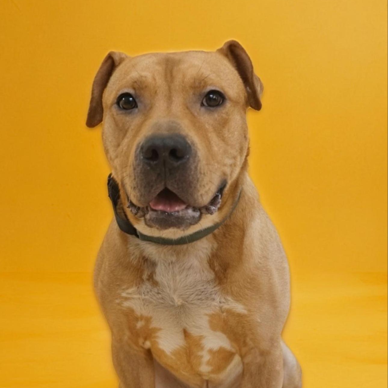 Enlarge Bowser, a Adoptable mixed breed in CUMMING, GA image 5/5