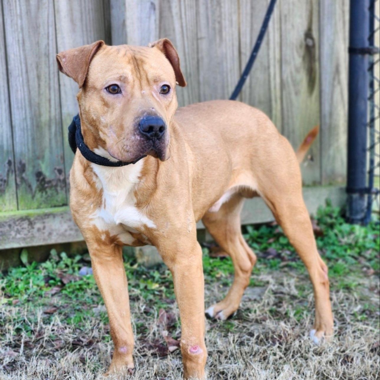 Enlarge Bowser, a Adoptable mixed breed in CUMMING, GA image 1/5