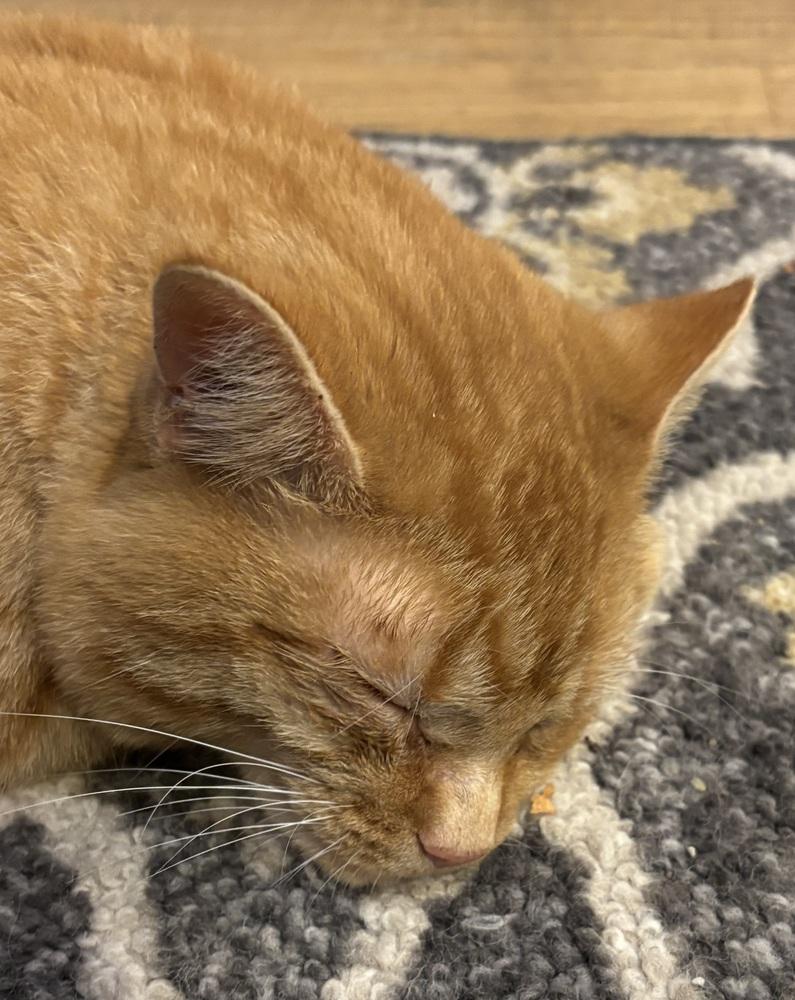 Enlarge Summit, a Adoptable mixed breed in Lafayette, CO image 1/6