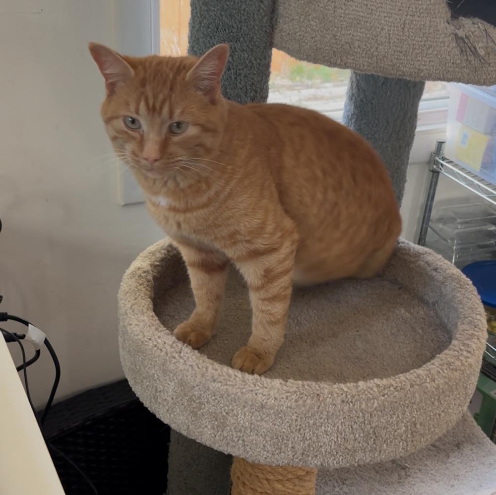 Enlarge Summit, a Adoptable mixed breed in Lafayette, CO image 3/6