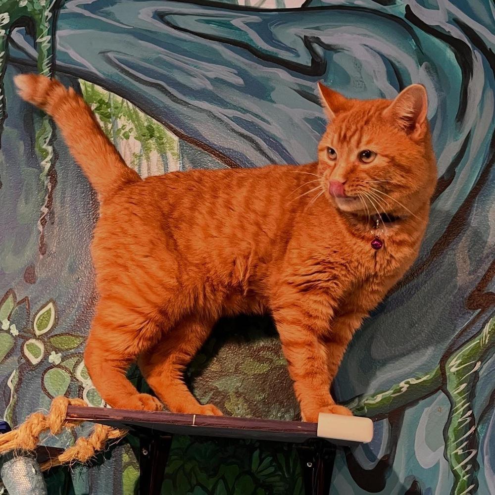 Enlarge Summit, a Adoptable mixed breed in Lafayette, CO image 4/6