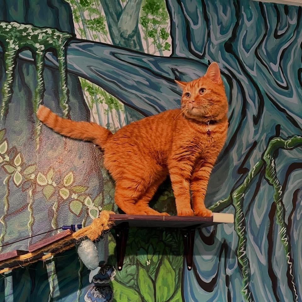 Enlarge Summit, a Adoptable mixed breed in Lafayette, CO image 5/6