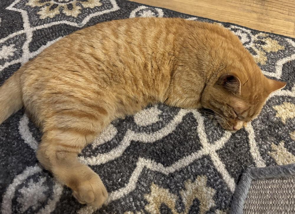 Enlarge Summit, a Adoptable mixed breed in Lafayette, CO image 6/6