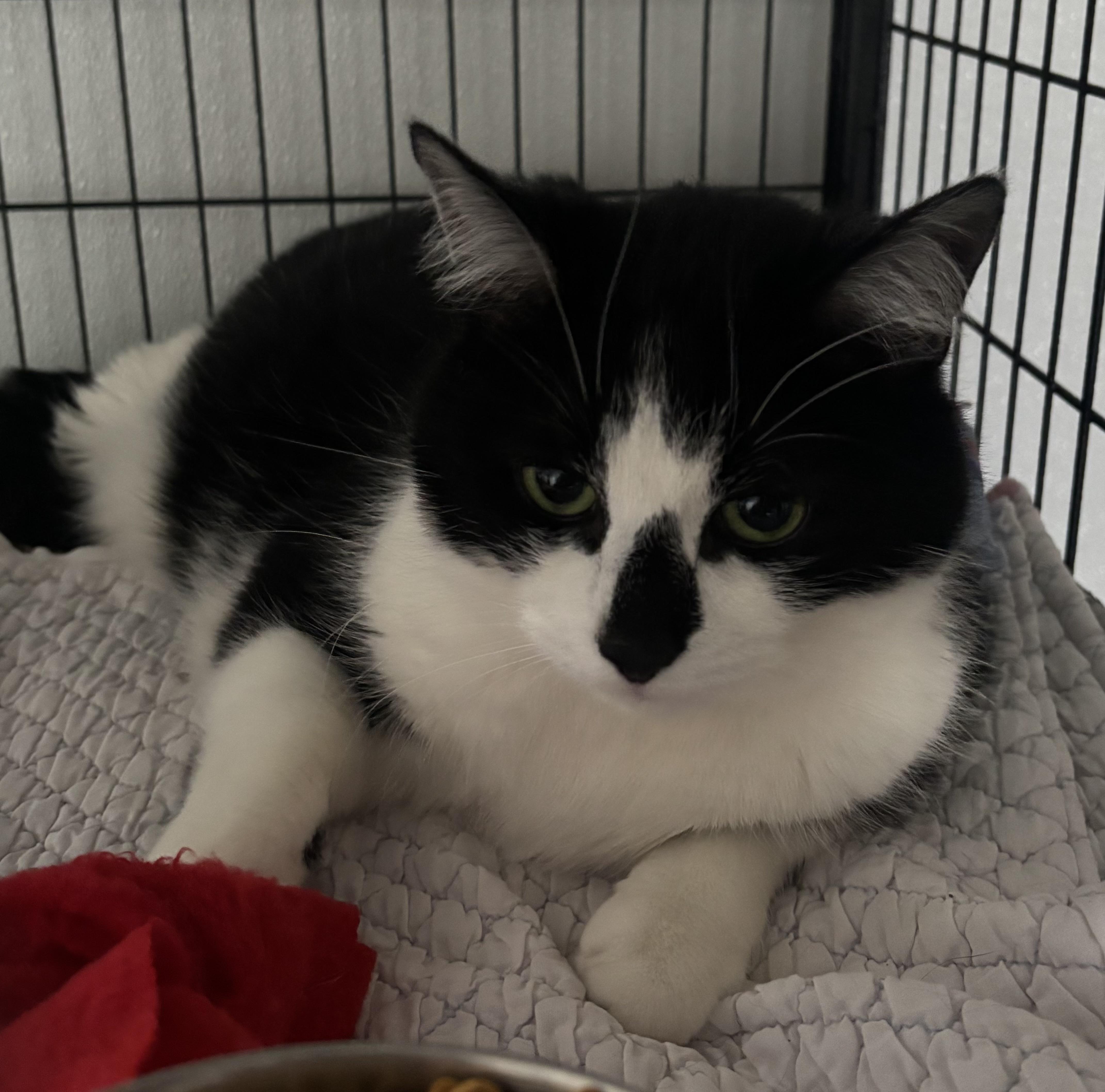 Enlarge Binxy, an adopted Tuxedo in Grosse Ile, MI image 1/1