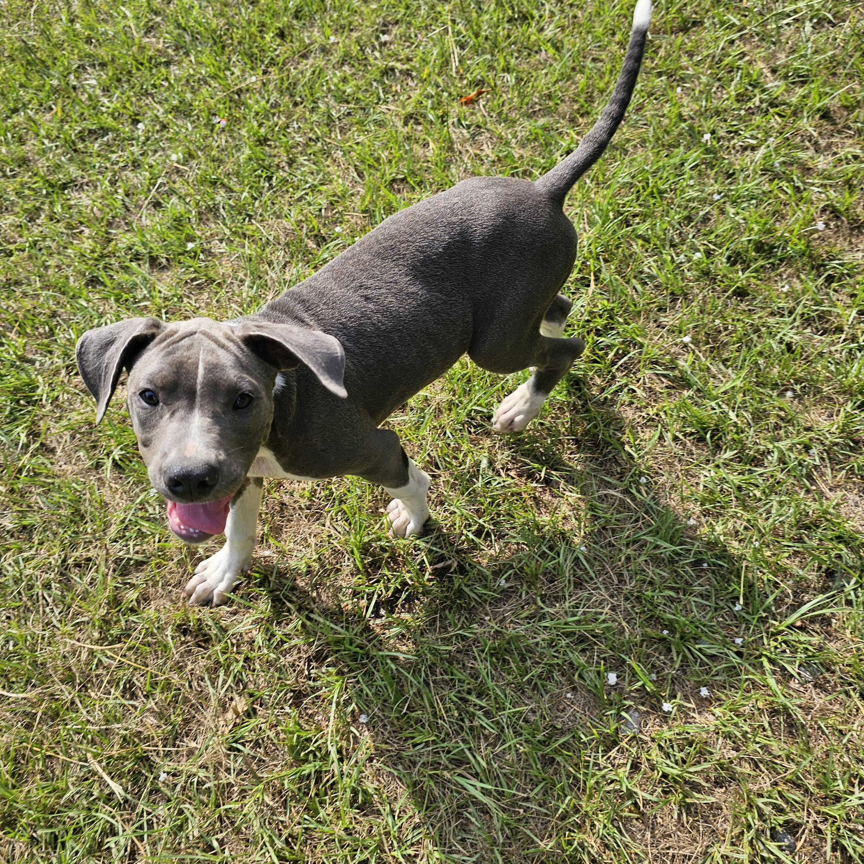 Anchor, a Adoptable mixed breed in Orangeburg, SC image 3/4