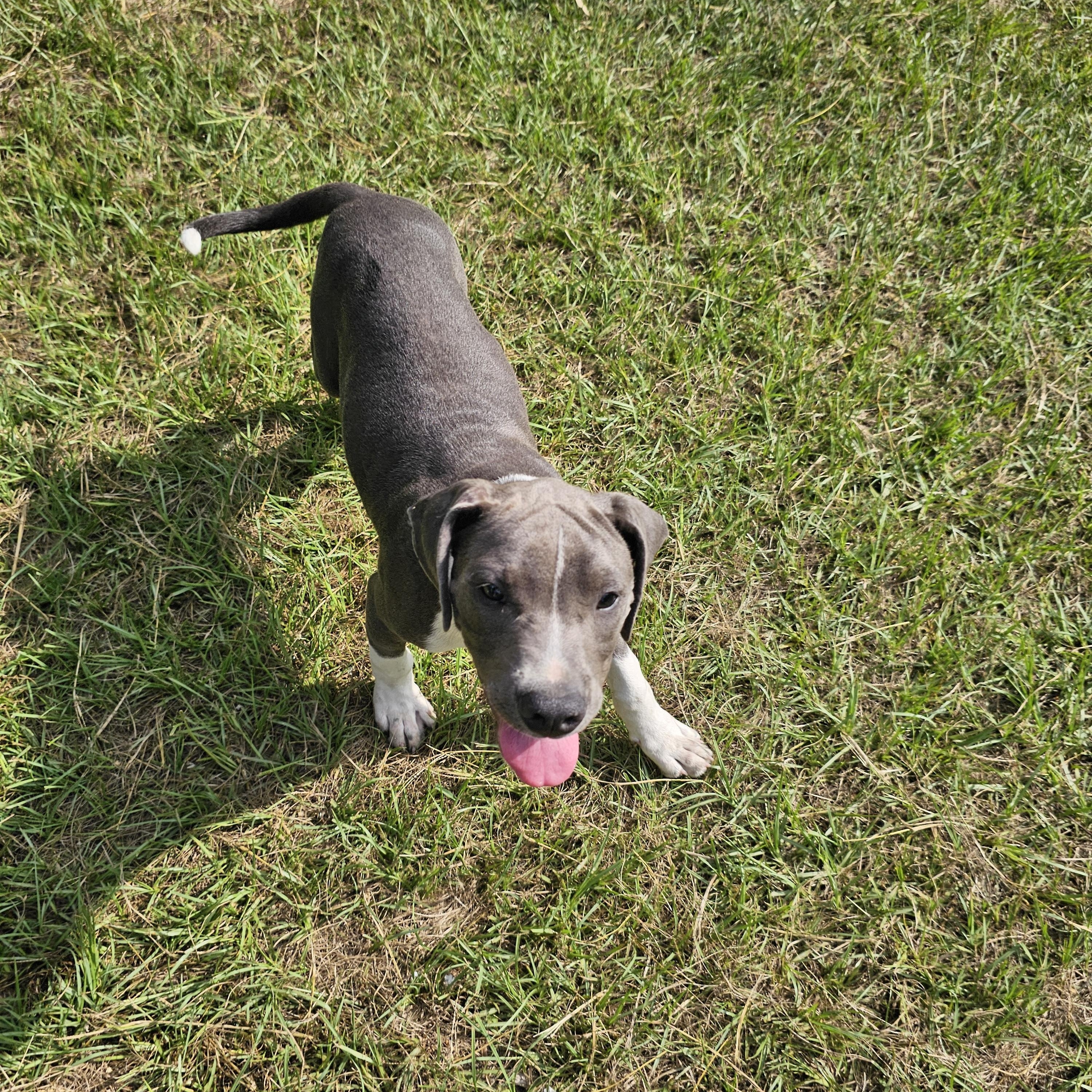 Anchor, Adoptable, Young Male American Staffordshire Terrier & Labrador Retriever.