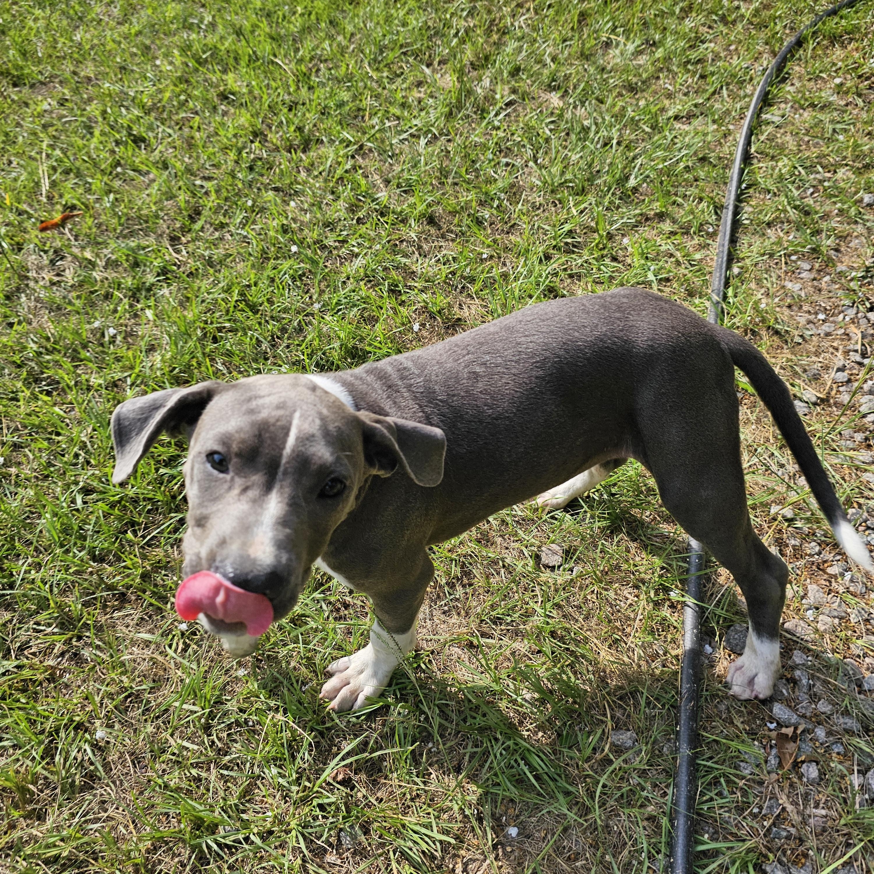Anchor, a Adoptable mixed breed in Orangeburg, SC image 4/4