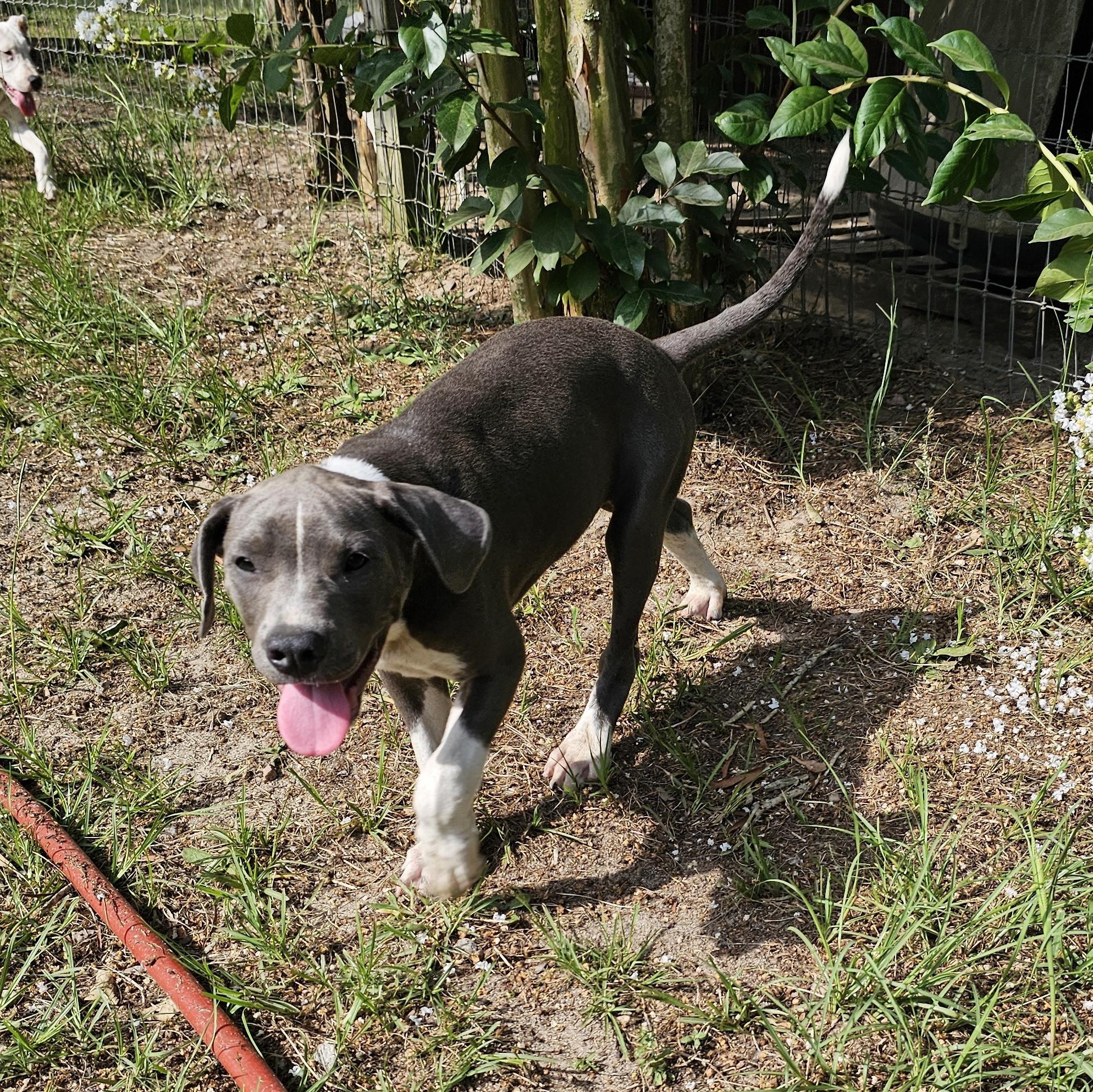 Anchor, Adoptable, Puppy Male Boxer & Mixed Breed.