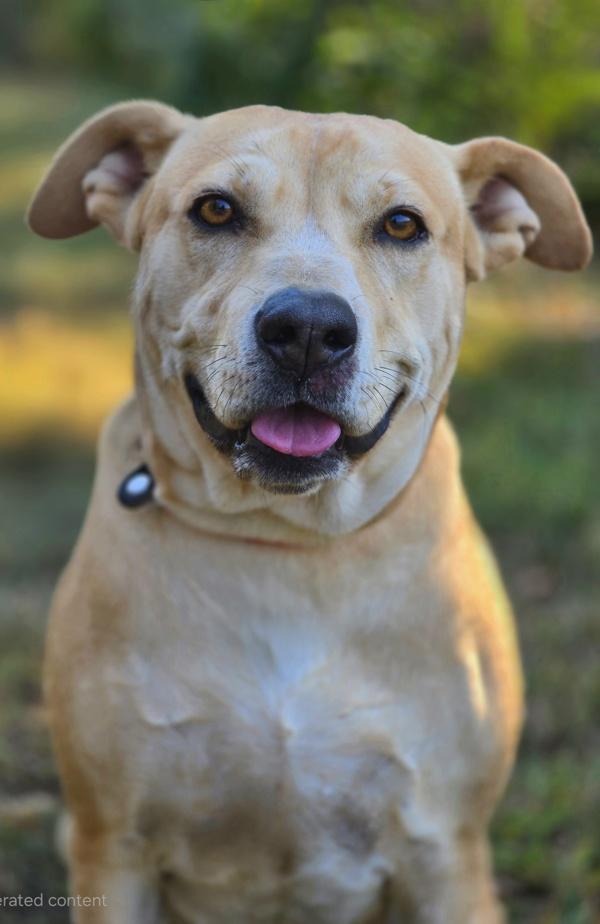 Enlarge Charity, a Adoptable mixed breed in Osage Beach, MO image 1/6