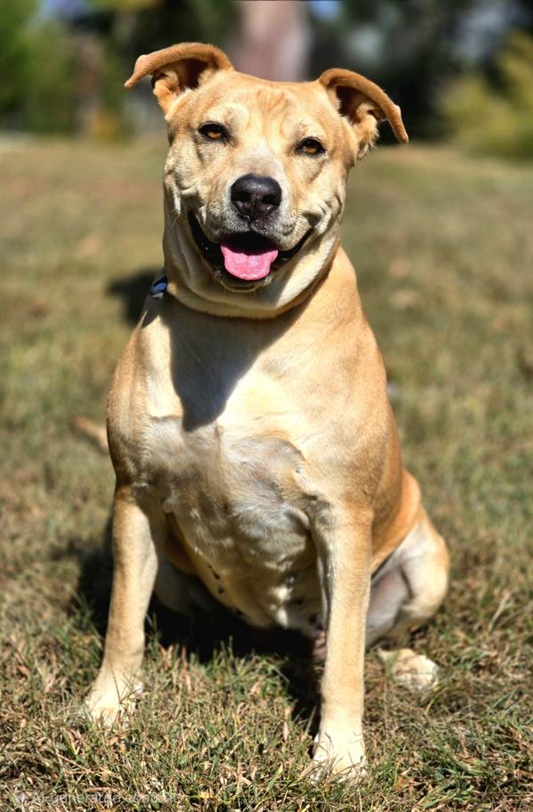 Enlarge Charity, a Adoptable mixed breed in Osage Beach, MO image 2/6