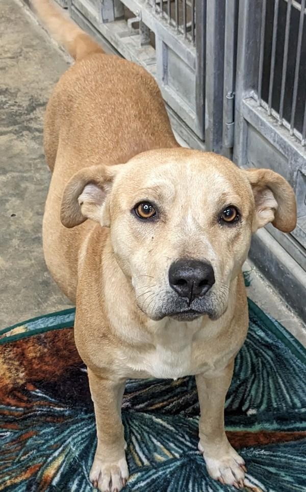 Enlarge Charity, a Adoptable mixed breed in Osage Beach, MO image 3/6