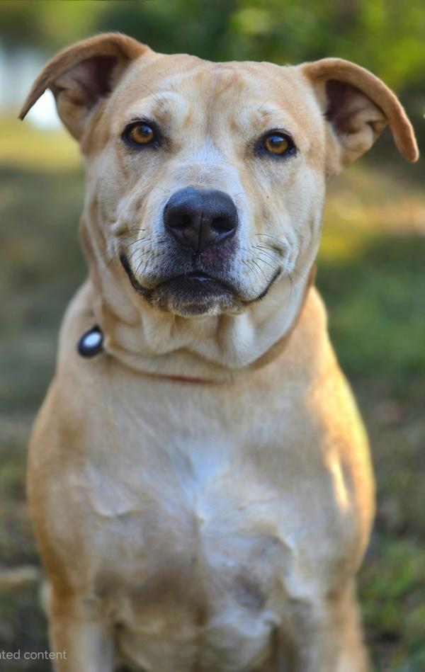 Enlarge Charity, a Adoptable mixed breed in Osage Beach, MO image 4/6