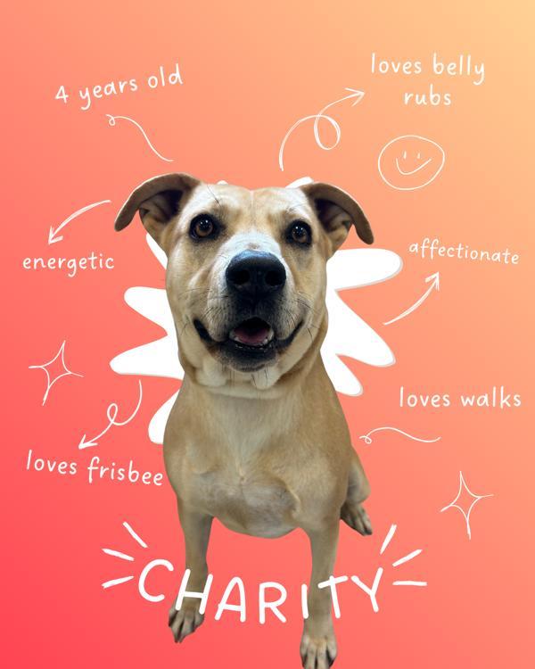 Enlarge Charity, a Adoptable mixed breed in Osage Beach, MO image 5/6