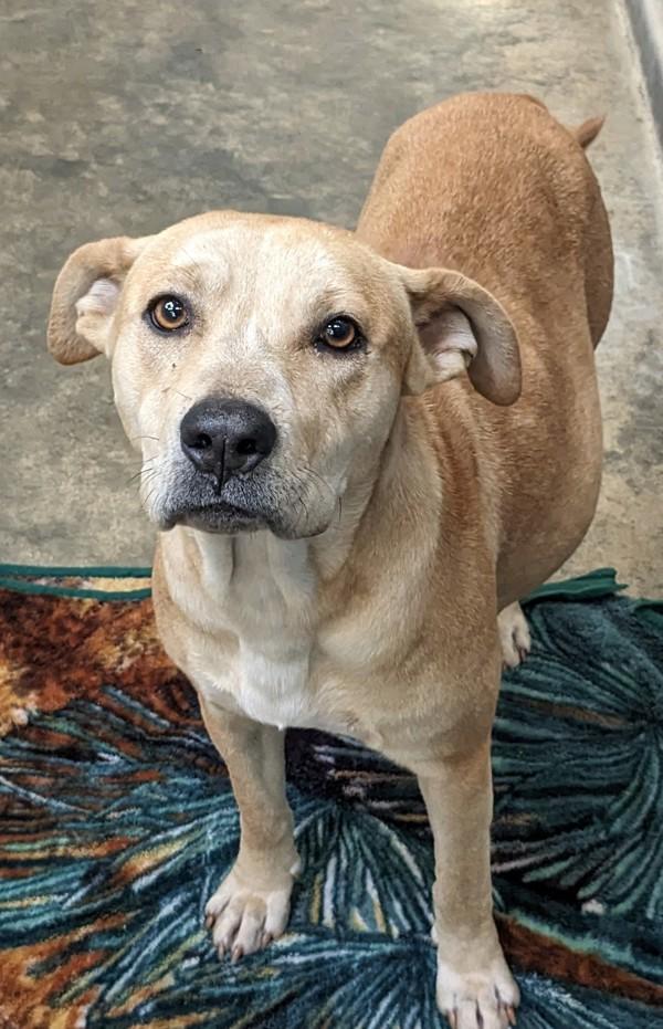 Enlarge Charity, a Adoptable mixed breed in Osage Beach, MO image 6/6