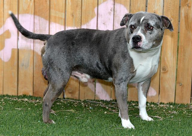 BURT, Adoptable, Adult Male Pit Bull Terrier.