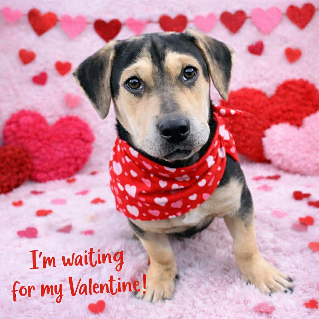 Enlarge RAIN, a Adoptable mixed breed in Evansville, WI image 1/4