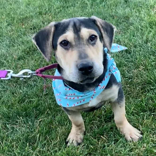 RAIN, Adoptable, Puppy Female Dachshund.