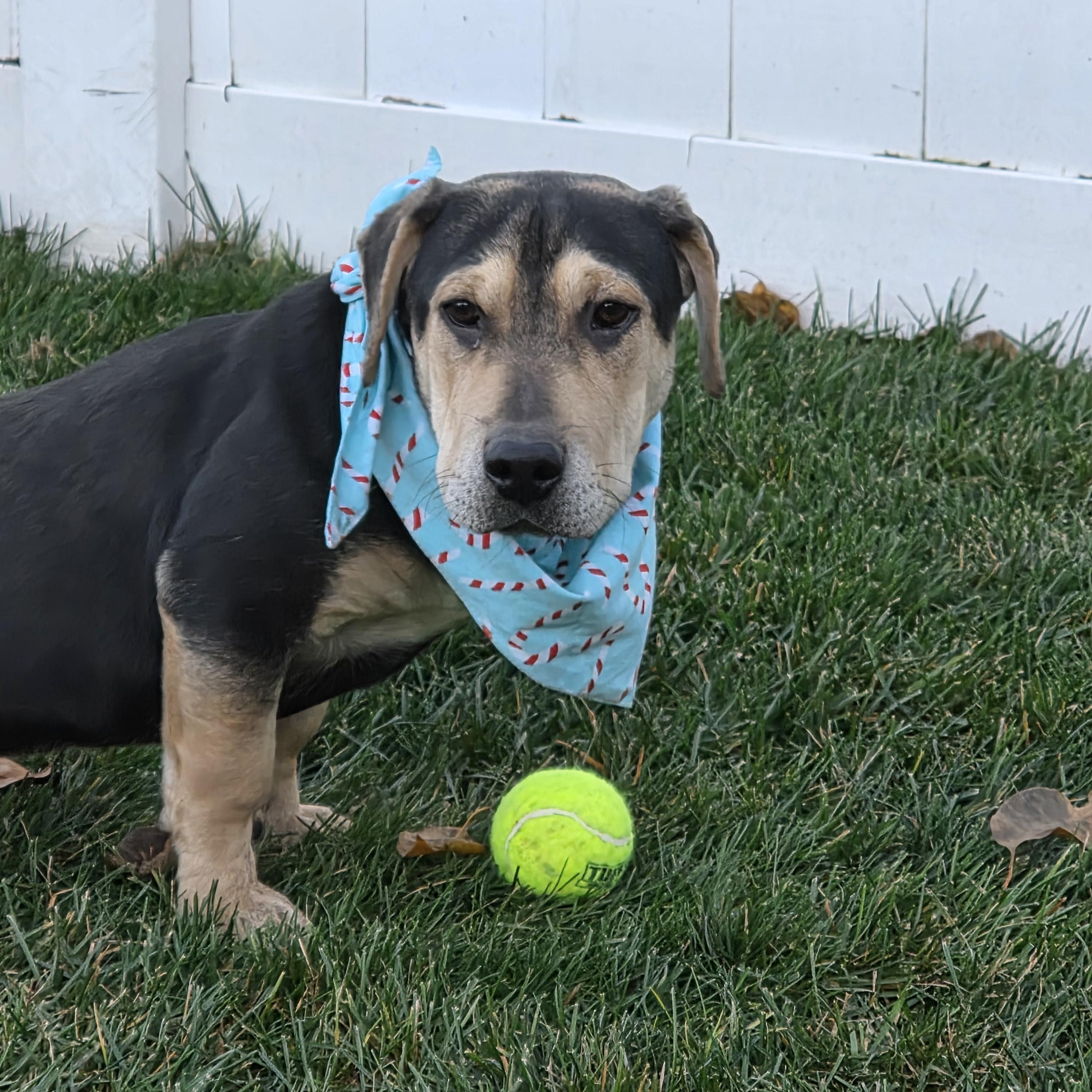 RAIN, a Adoptable mixed breed in Evansville, WI image 2/4