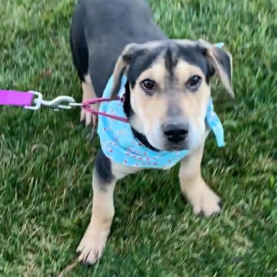 RAIN, a Adoptable mixed breed in Evansville, WI image 3/4