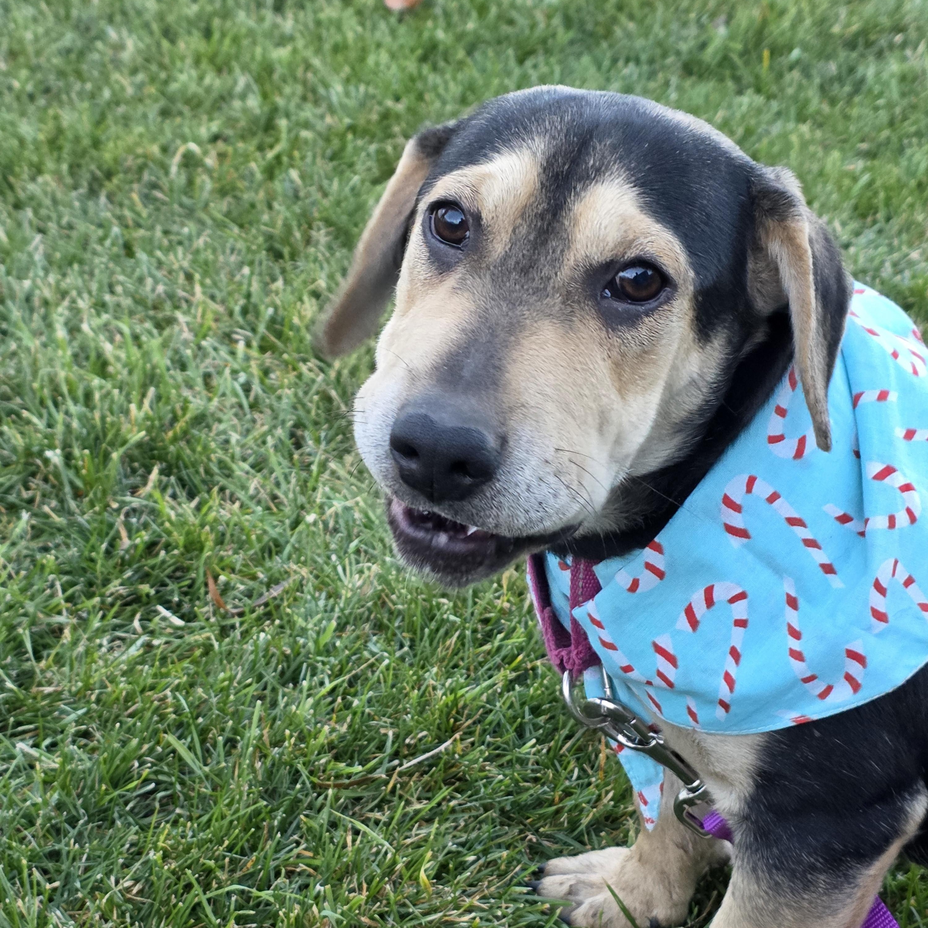 RAIN, a Adoptable mixed breed in Evansville, WI image 4/4
