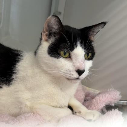 Shaina, Adoptable, Adult Male Domestic Short Hair & Domestic Short Hair.