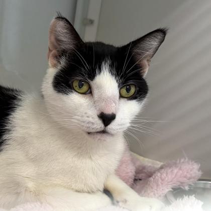 Shaina, Adoptable, Adult Male Domestic Short Hair & Domestic Short Hair.