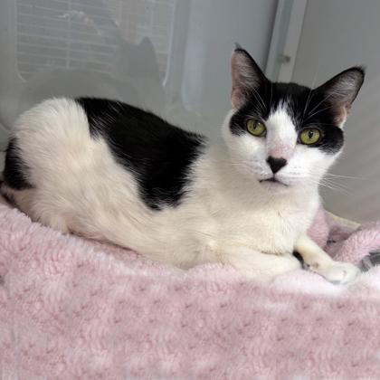 Enlarge Shaina, a Adoptable mixed breed in Voorhees, NJ image 3/3