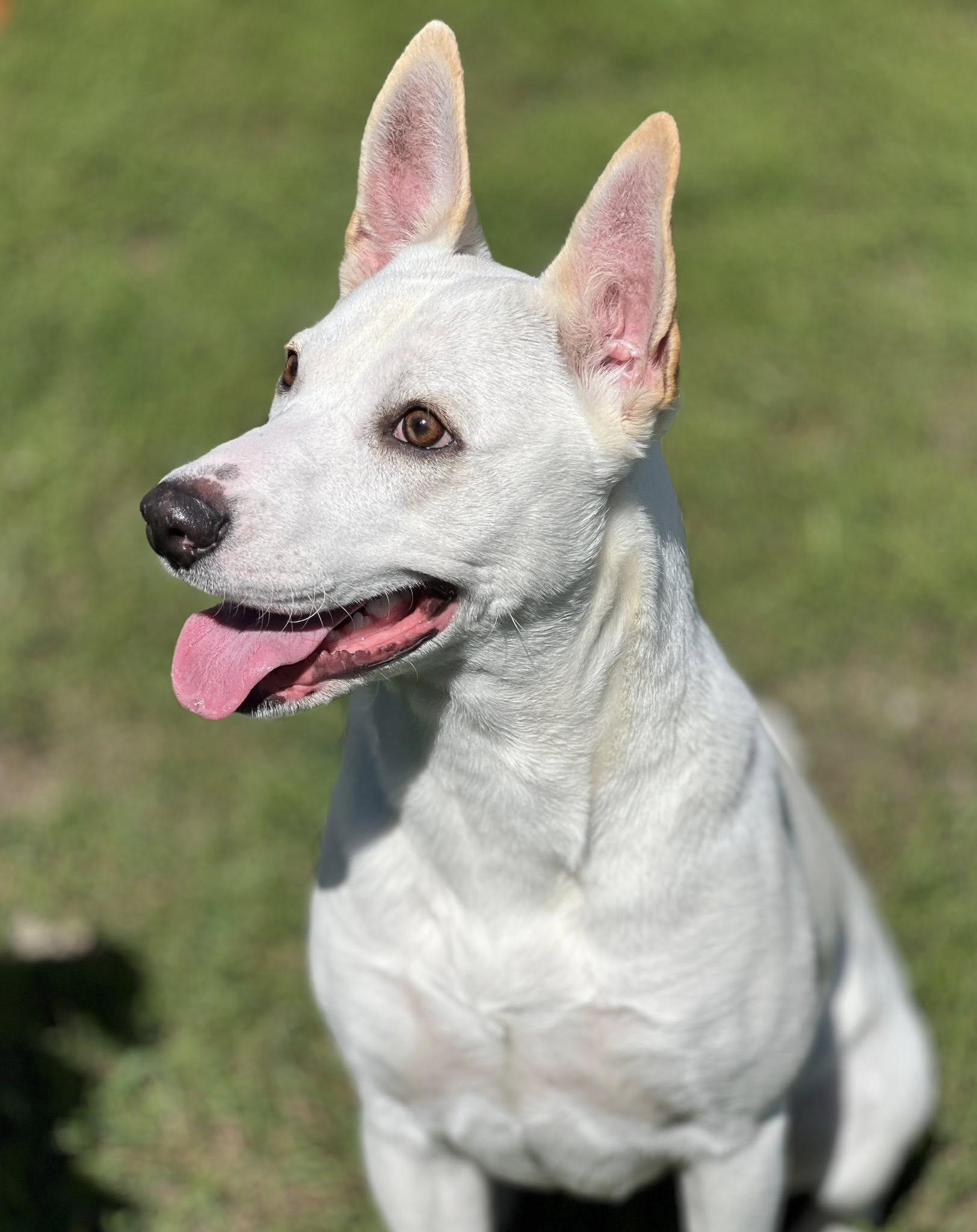 Kaylie, an adoptable Cattle Dog in Bellaire, MI, 49615 | Photo Image 1