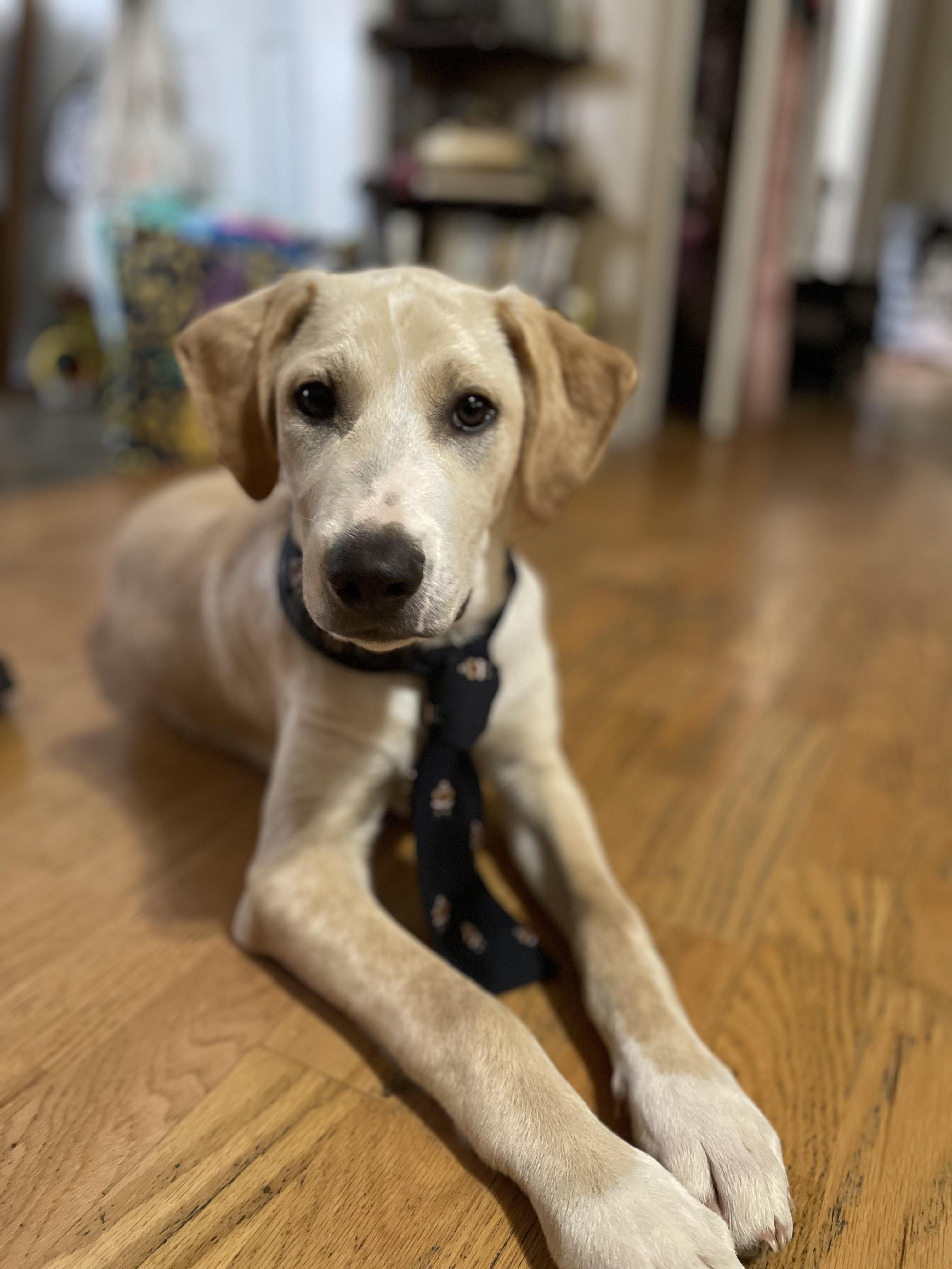 Chip, Adoptable, Puppy Male Labrador Retriever & Great Pyrenees.