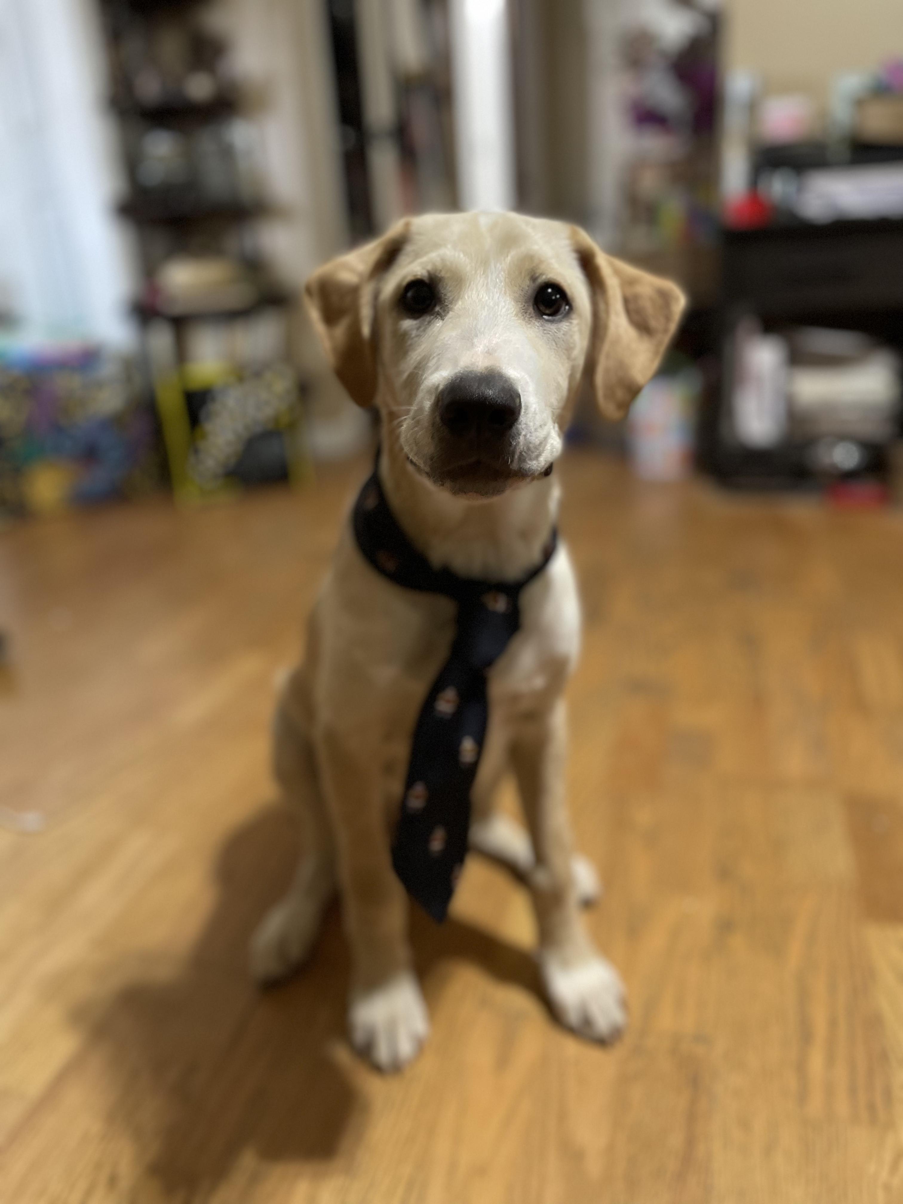 Chip, a Adoptable mixed breed in Hilham, TN image 2/3