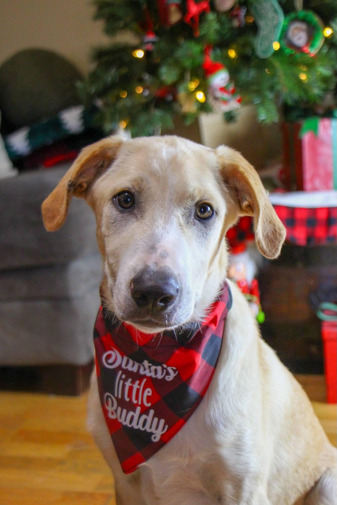 Chip, Adoptable, Puppy Male Labrador Retriever & Great Pyrenees.