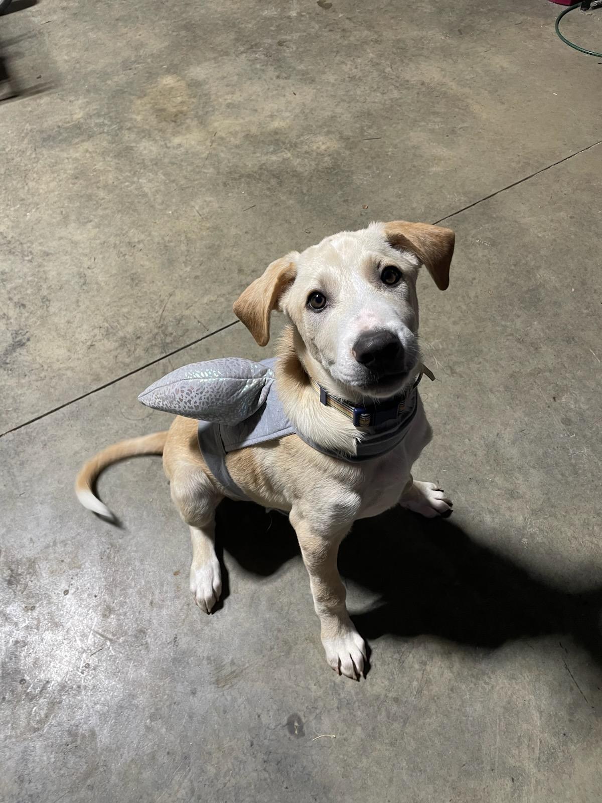 Chip, a Adoptable mixed breed in Hilham, TN image 3/3