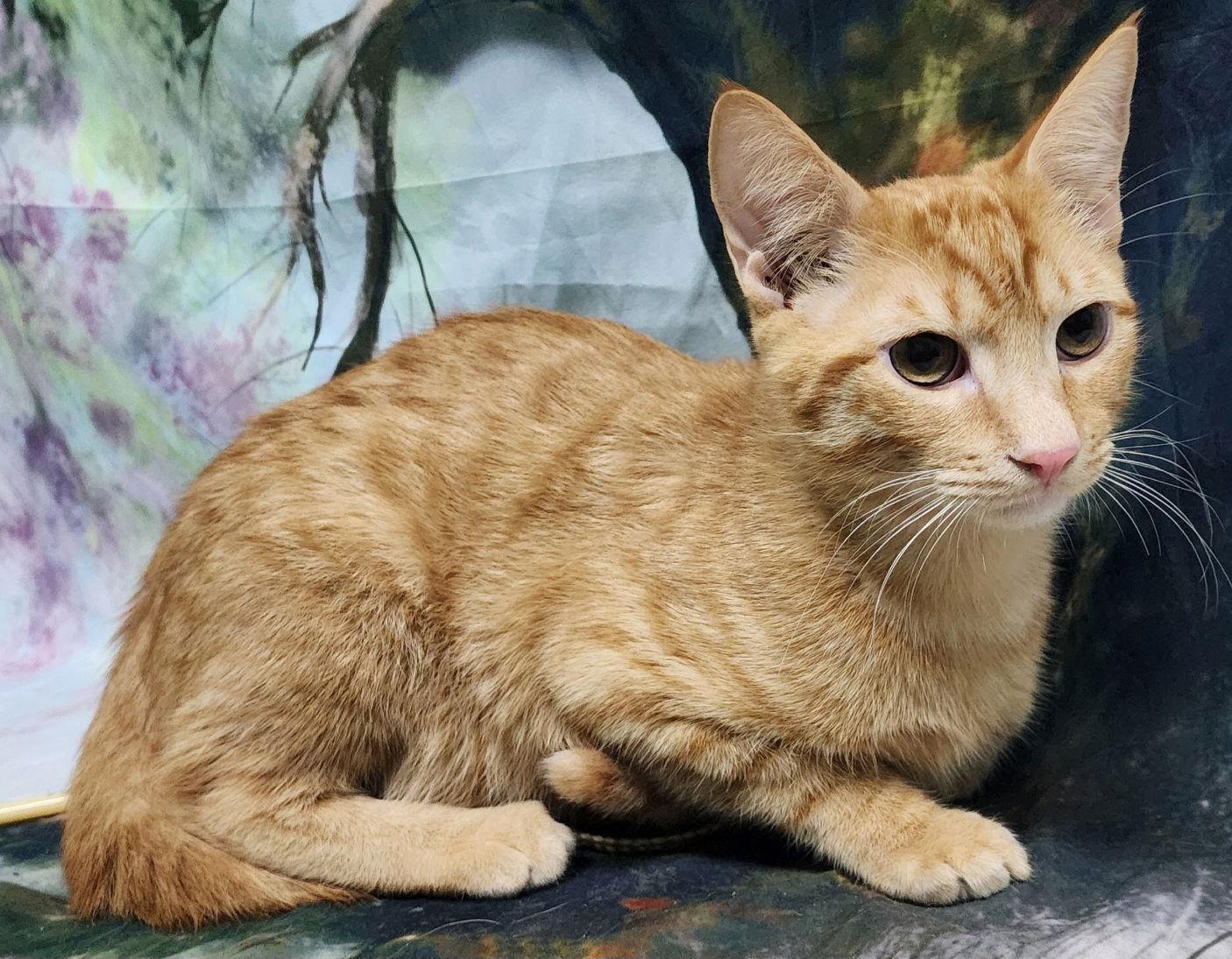 251388 Jethro — thumbnail 2