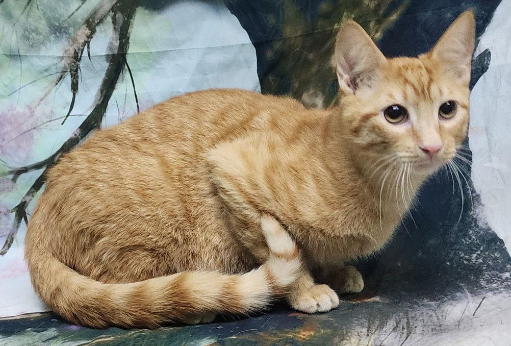 251388 Jethro — thumbnail 3