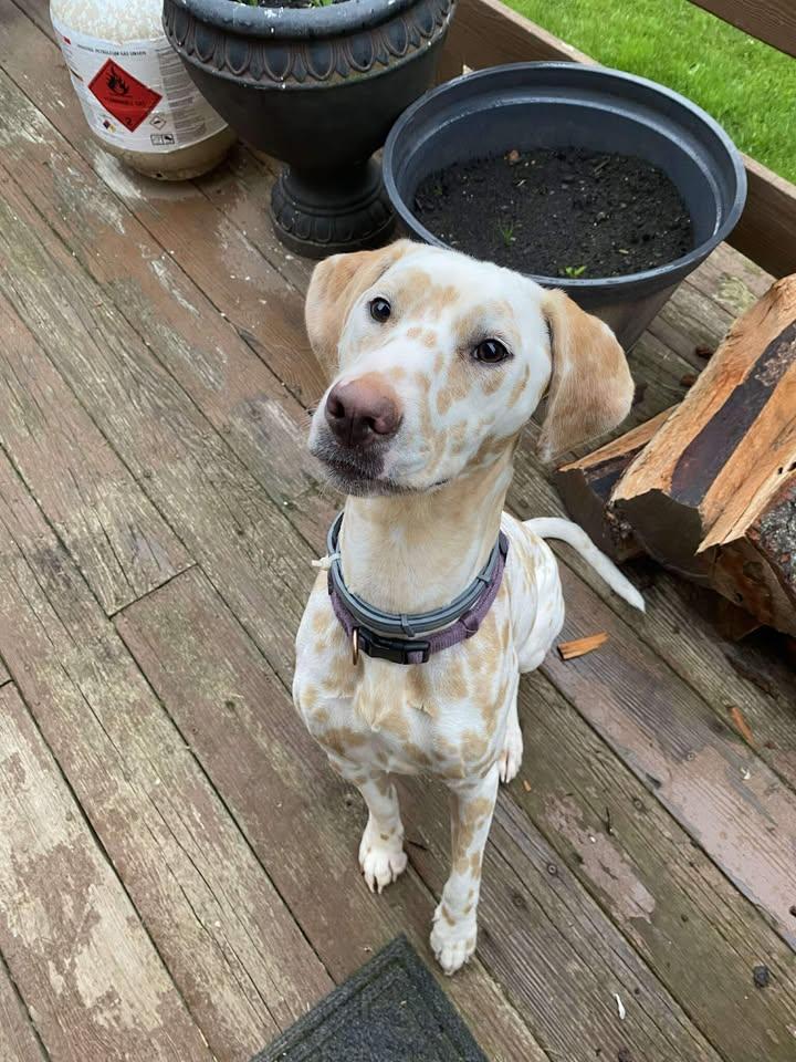 Enlarge Lilly-Gilbertsville, NY, a ADOPTABLE Dalmatian in Gilbertsville, NY image 1/5