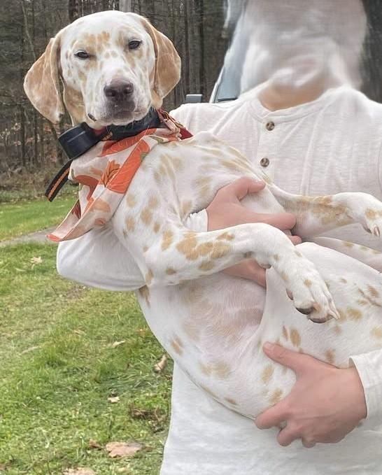 Enlarge Lilly-Gilbertsville, NY, a ADOPTABLE Dalmatian in Gilbertsville, NY image 5/5