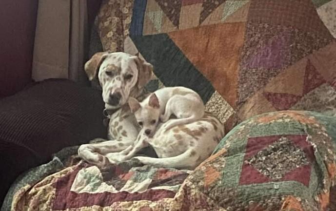 Enlarge Lilly-Gilbertsville, NY, a ADOPTABLE Dalmatian in Gilbertsville, NY image 3/5