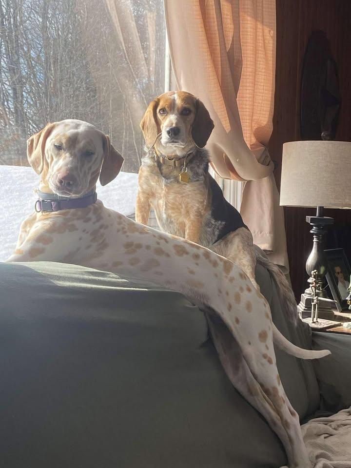 Enlarge Lilly-Gilbertsville, NY, a ADOPTABLE Dalmatian in Gilbertsville, NY image 2/5