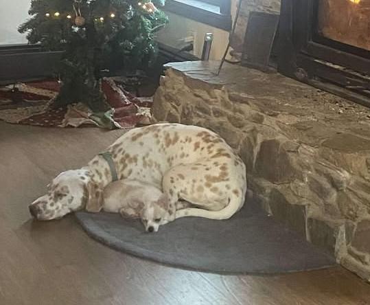 Enlarge Lilly-Gilbertsville, NY, a ADOPTABLE Dalmatian in Gilbertsville, NY image 4/5