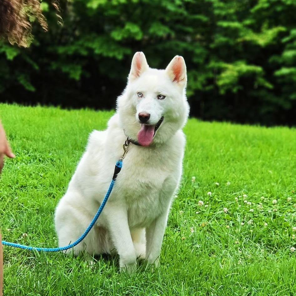 Summit, ADOPTABLE, Adult Male Husky.