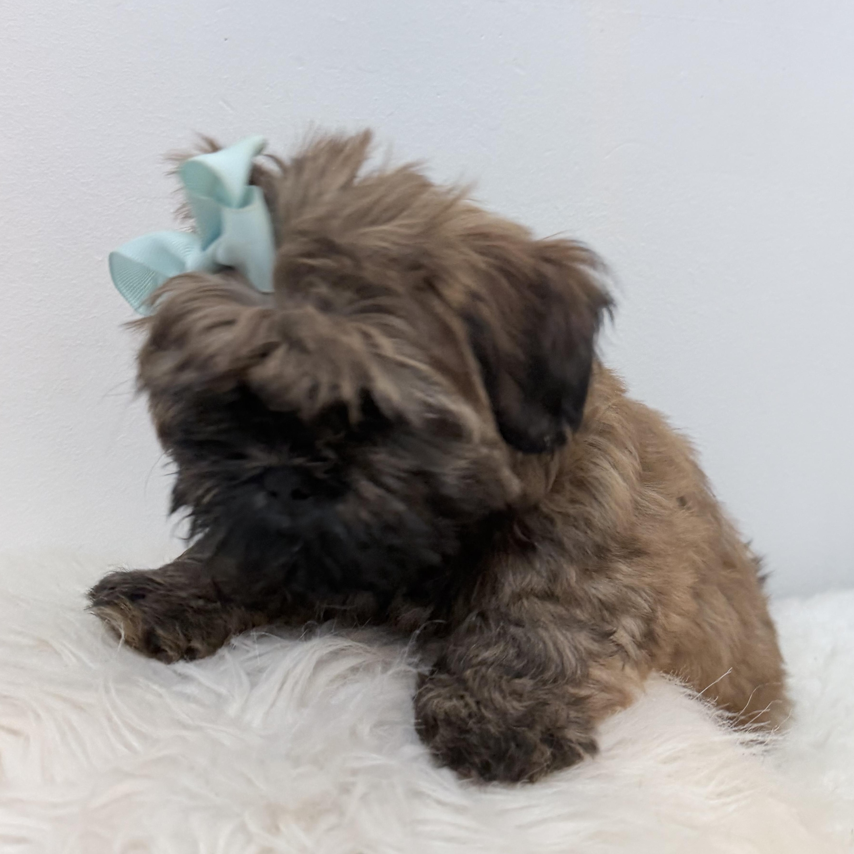 Enlarge Buttercup, a Adoptable Shih poo in Wrightstown, NJ image 5/6