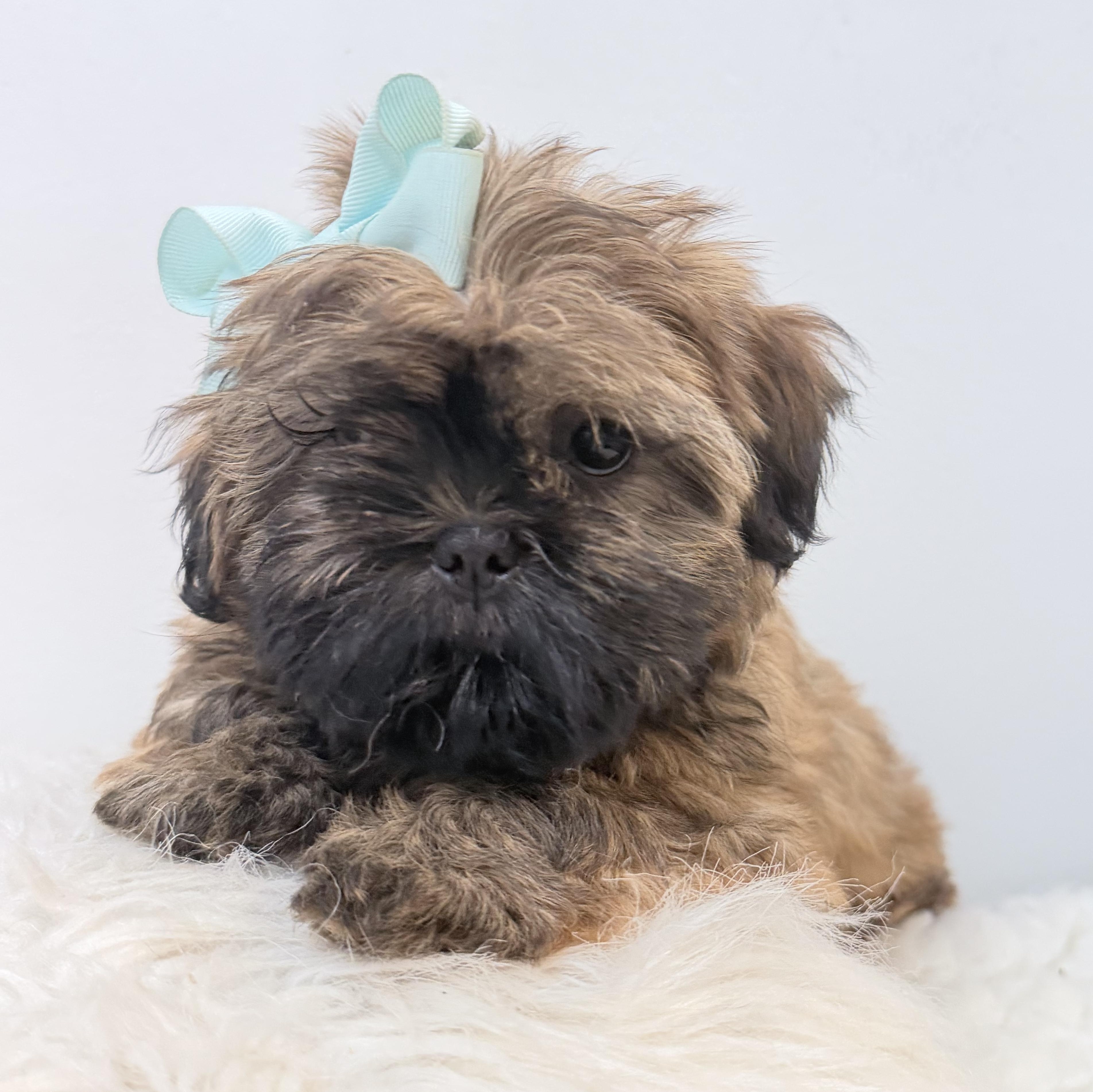 Buttercup photo