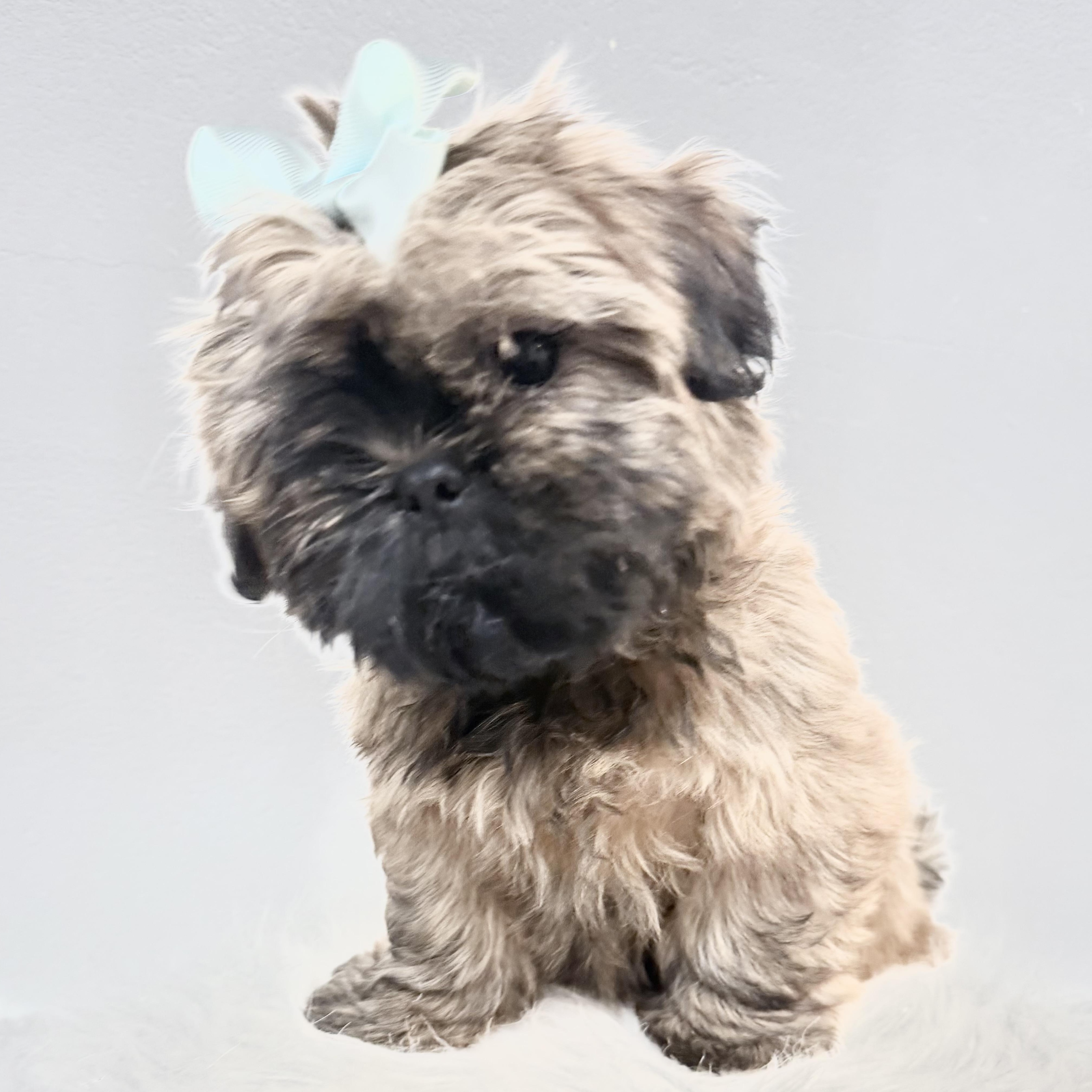 Enlarge Buttercup, a Adoptable Shih poo in Wrightstown, NJ image 4/6