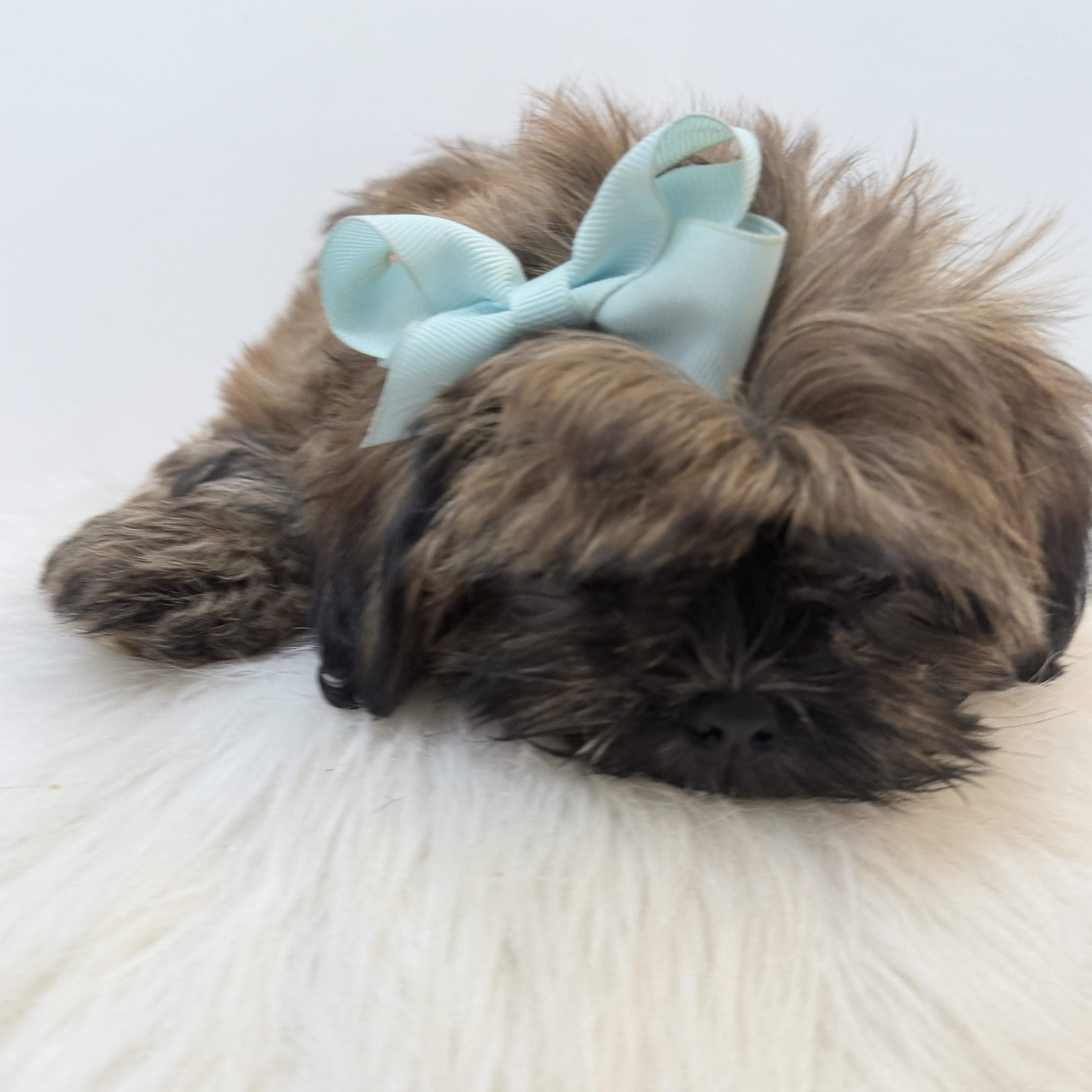 Enlarge Buttercup, a Adoptable Shih poo in Wrightstown, NJ image 3/6