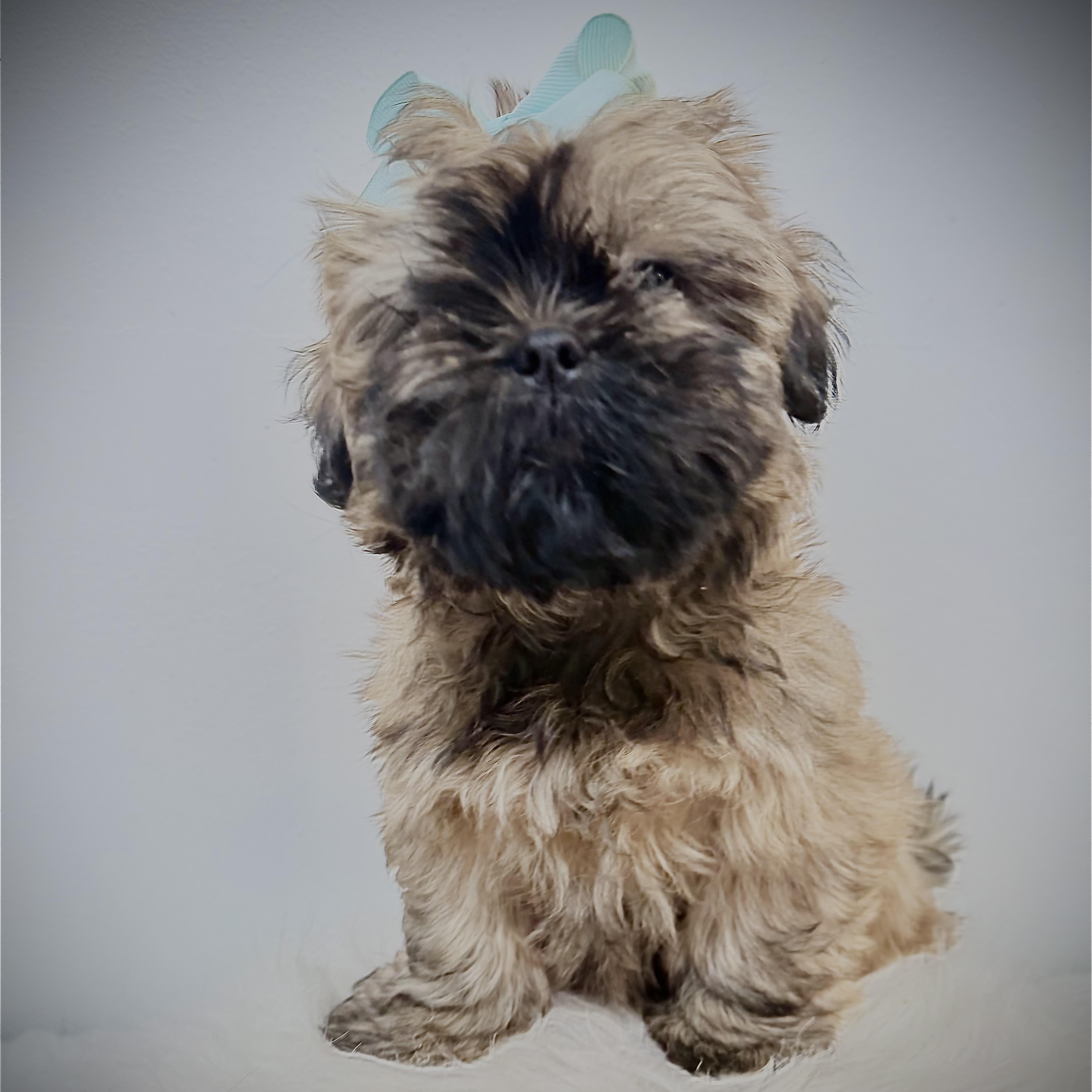 Enlarge Buttercup, a Adoptable Shih poo in Wrightstown, NJ image 6/6