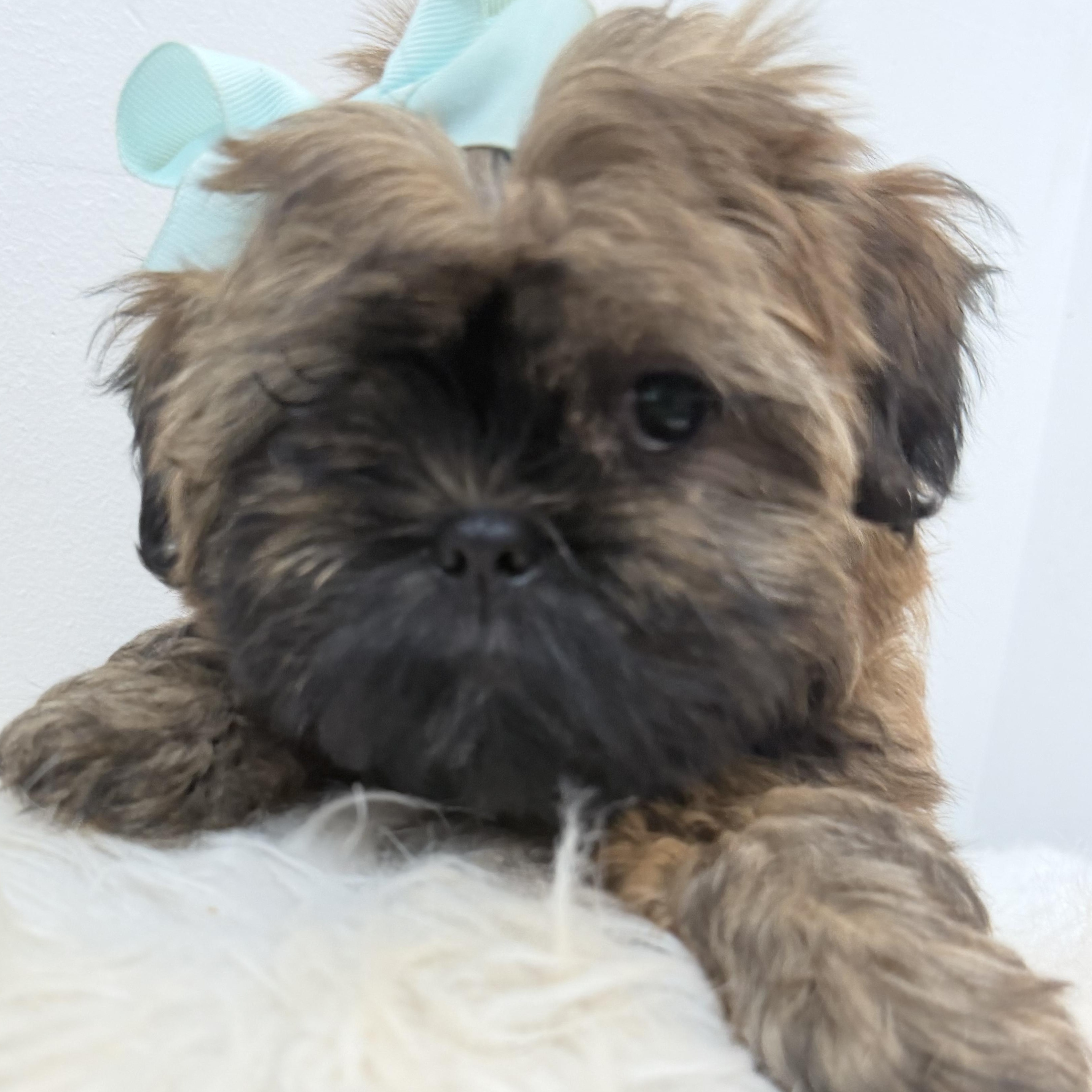 Enlarge Buttercup, a Adoptable Shih poo in Wrightstown, NJ image 2/6