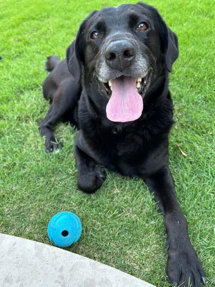 26-060 Boone “COMING SOON!”, a Adoptable mixed breed in Richardson, TX image 1/4