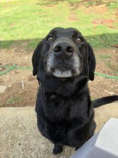 26-060 Boone “COMING SOON!”, a Adoptable mixed breed in Richardson, TX image 2/3